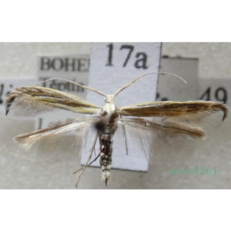 Coleophora lixella Zeller, 1849 Czech17a